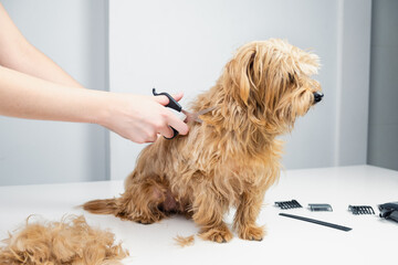 A young dog stylist cuts the hair of a golden terrier with scissords. The dog looks the other way...