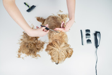 Top view of a A young dog stylist cutting the hair of a golden terrier with dog grooming tools on a...