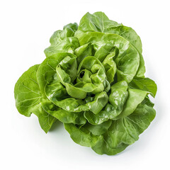 Butter lettuce on Isolate white background.