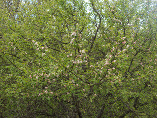 branches of a blossoming apple tree