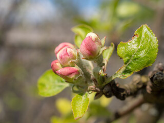 branch of a blossoming apple tree
