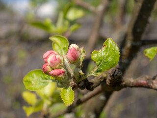 blossoming apple tree in spring closeup