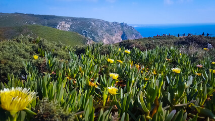yellow flowers in the mountains cabo de roca