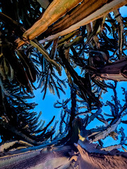 Large, tall cactus against the background of the blue sky