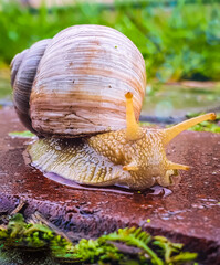 Snail close-up, in the garden after the rain, snail slime © Vira