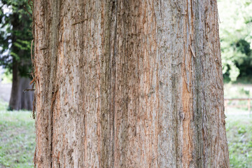 Bark of deciduous conifer Metasequoia glyptostroboides in subfamily Sequoioideae of the family Cupressaceae. Trunk of Dawn Redwood. Texture of tree. Nature concept