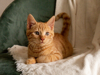 orange Babykatze – Süsses Kätzchen 