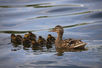 ducks in the lake