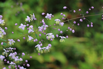 Purple meadow rue flowers in close up