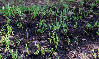 The after effects of a fire,