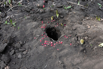 Get rid of rat using bait poison box, pest control in industry.