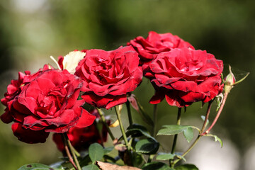 Rose flowers blooming in roses garden.