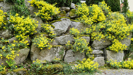 Trockenmauer mit blühenden Pflanzen