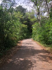 Fototapeta premium path in the forest