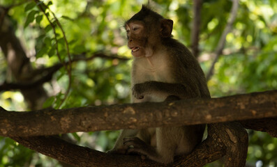 monkey on tree © NaWoHo
