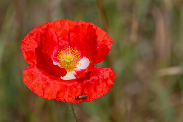 Klatschmohn