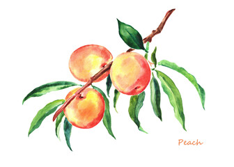 Peach, watercolor  hand drawn  illustration  of peaches ,fruit ,peach branch, fruits on a transparent background, dessert, sweet  food 