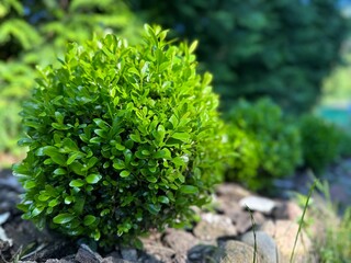 Boxwood bush in the garden. Selective focus.