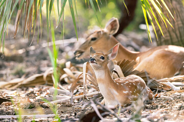 A cute white-tailed deer fawn (baby) (Odocoileus virginianus) with an adult that is probably its mother in Myakka River State Park, Florida