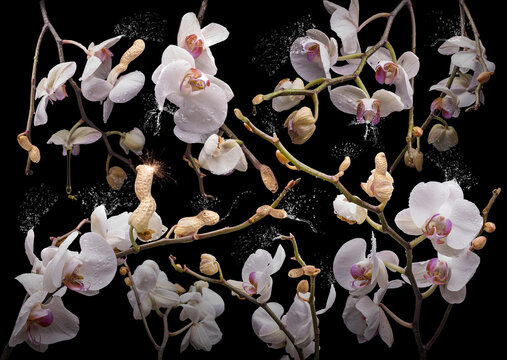 orchidea hypogaea &ndash; ein Motiv aus meiner Fotoserie &bdquo;OrchIdea&ldquo;