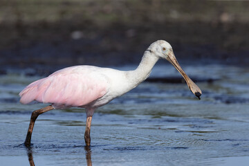 A roseate spoonbill (Platalea ajaja) dips its beak into the water to feed at Myakka River State Park, Florida