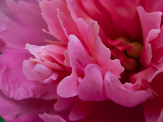 pink peony flower close up