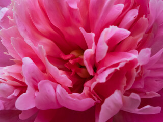 pink peony flower close up