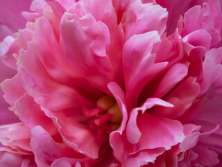 pink peony flower close up