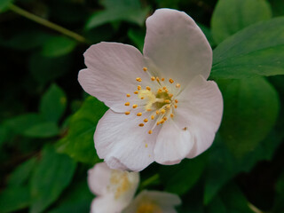 jasmine flower close up