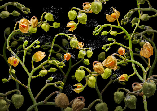Orchidea physalia &ndash; ein Motiv aus meiner Fotoserie &bdquo;OrchIdea&ldquo;