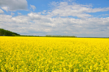 Obraz premium Blooming.