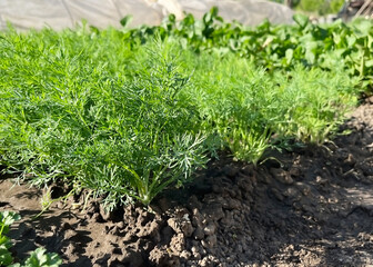 dill grows on a bed in a vegetable garden