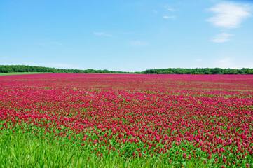 He is a red field.