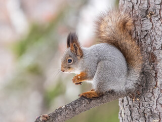 The squirrel with nut sits on tree in the winter or late autumn