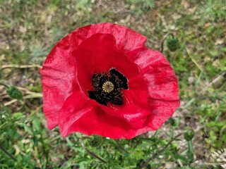 Batz-sur-mer, Paver setiferum Goldbatt, coquelicot Loire Atlantique, Pays de Loire, France, Europe