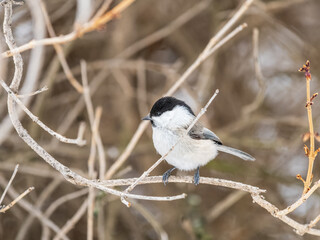 Cute bird the willow tit, song bird sitting on a branch without leaves in the winter.