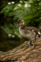 Little Duckling 