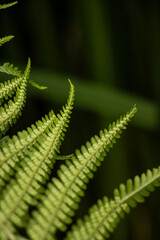Variegated Fern