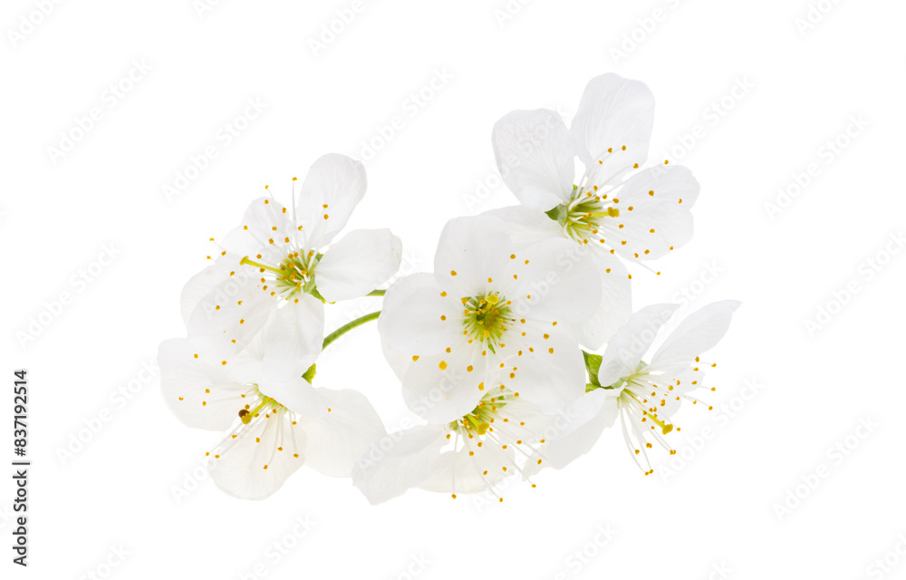 Poster cherry flowers isolated on white background