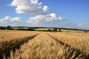 Wheat table.