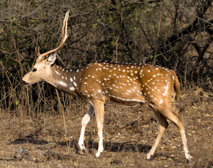 Image of a solitary spotted deer moving gracefully through its natural dry forest environment