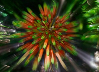 explosion of pretty aloe flower zoom effect