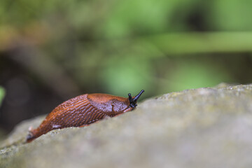 Red spanish slug (Arion vulgaris) crawling on a stone in the garden, the mollusca animal is a feared pest among gardeners and also causes eating damage in agriculture, copy space