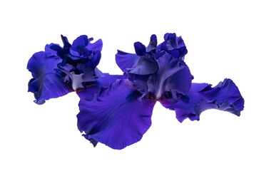 Obraz premium blue iris isolated