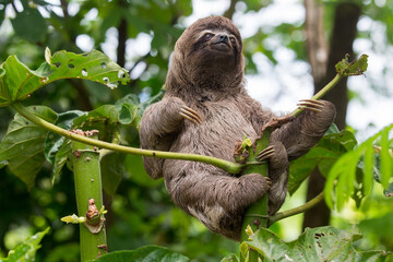 Sloths are fascinating creatures! They're known for their slow movement and leisurely lifestyle, spending most of their time hanging upside down in trees. © Beto Santillan