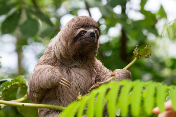 Sloths are fascinating creatures! They're known for their slow movement and leisurely lifestyle,...