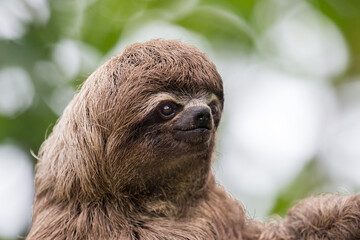 Sloths are fascinating creatures! They're known for their slow movement and leisurely lifestyle, spending most of their time hanging upside down in trees. © Beto Santillan
