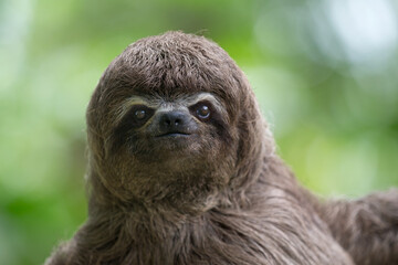 Sloths are fascinating creatures! They're known for their slow movement and leisurely lifestyle, spending most of their time hanging upside down in trees. © Beto Santillan