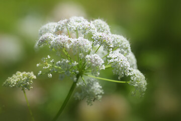 Ground elder (Aegopodium podagraria), white flower clouds with pink purple pollen, perennial plant of the umbellifer family, edible and beautiful but an invasive weed, copy space