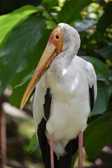 yellow billed stork